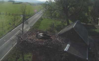 Obraz podglądu z kamery internetowej Storks Supíkovice